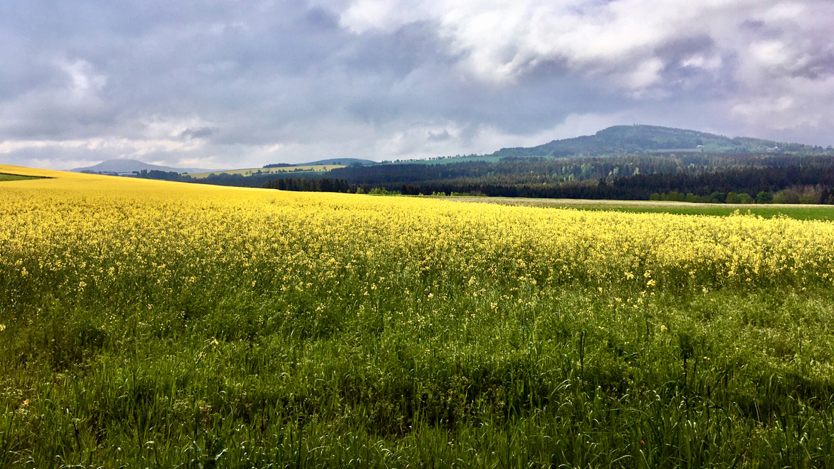 Aufziehender Regen am Scheibenberg. Foto: Chris Bergau