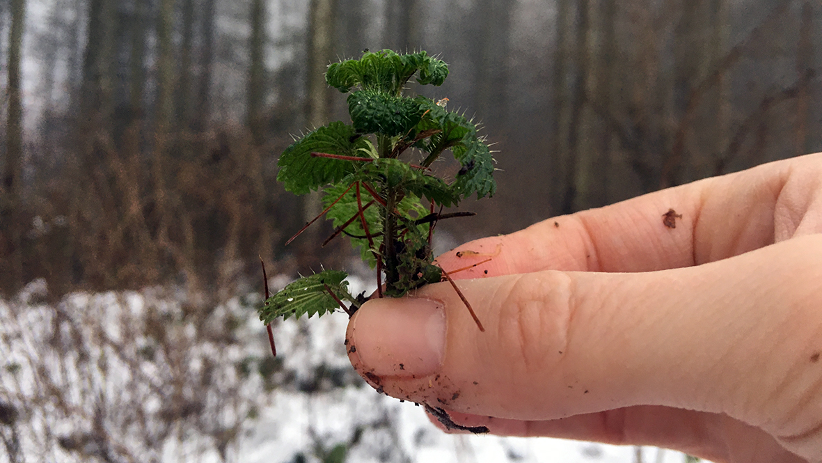 Die Brennessel / The nettle.