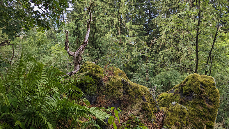 Urige Landschaft am 823 Meter hohen Pöhlberg bei Annaberg-Buchholz. Foto: Chris Bergau