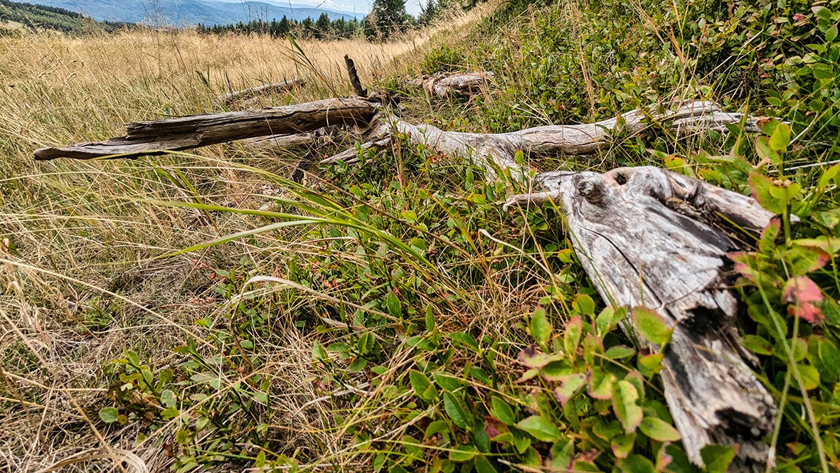 Die wilde Natur in Tschechien. Foto: Chris Bergau