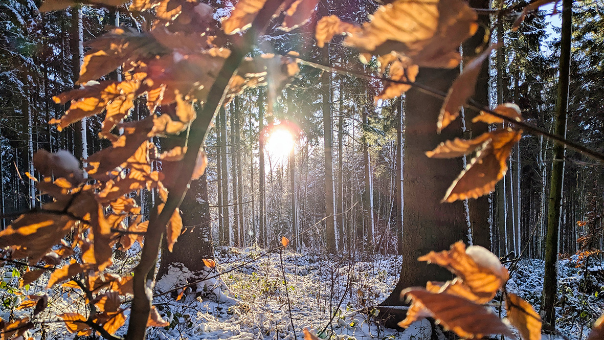 Winter im Wald. Foto: Chris Bergau